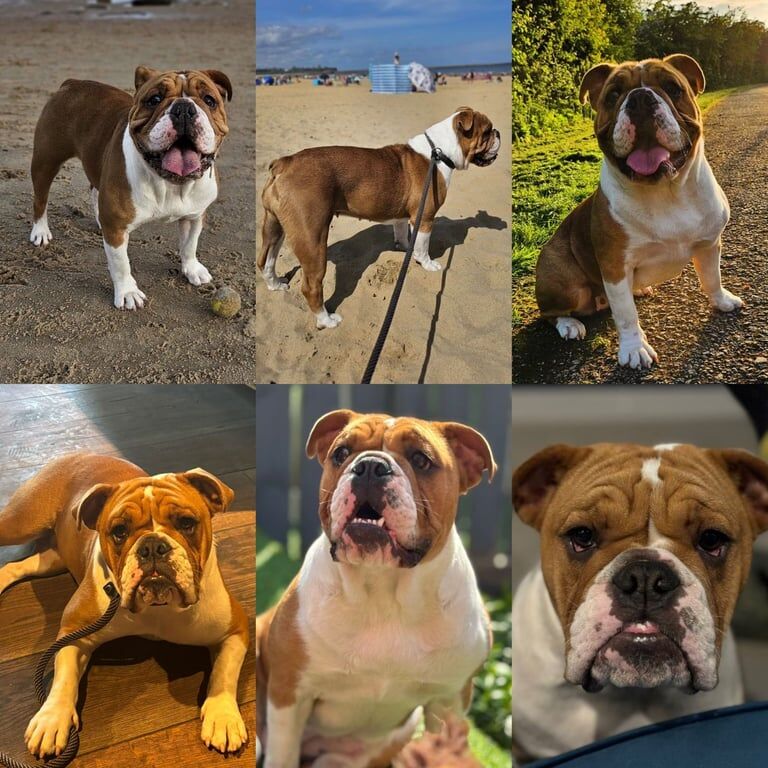 English Bulldog puppies for sale in Wallsend, Tyne and Wear – 3 weeks old