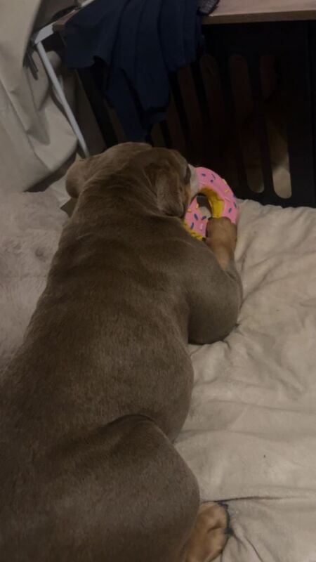 English Bulldog puppies for sale in Sunderland, Tyne And Wear – KC registered, 3 years old