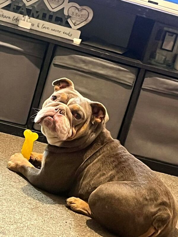 English Bulldog puppies for sale in Sunderland, Tyne And Wear – KC registered, 3 years old - Image 4 of 4