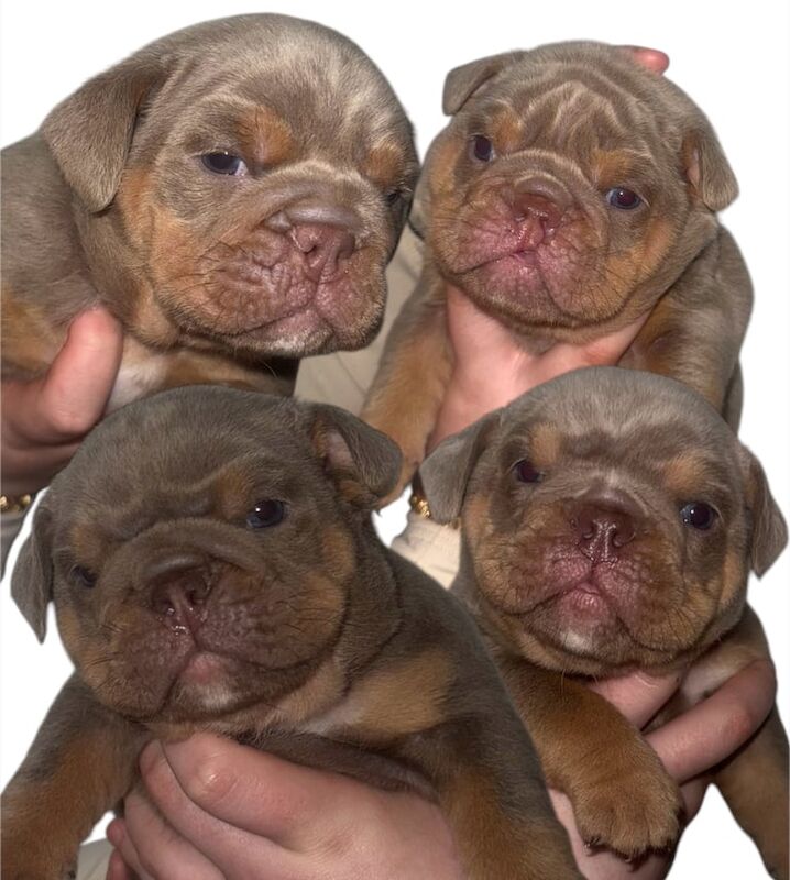 British bulldogs puppies Kc for sale in Middlesbrough, North Yorkshire