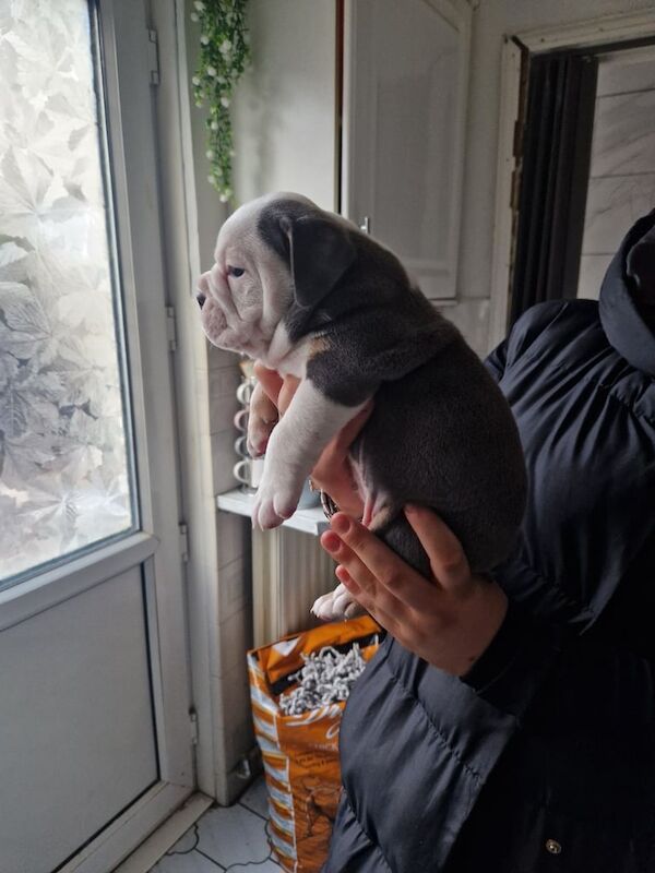 English Bulldog puppies for sale in Tredegar, Gwent – 5 weeks old