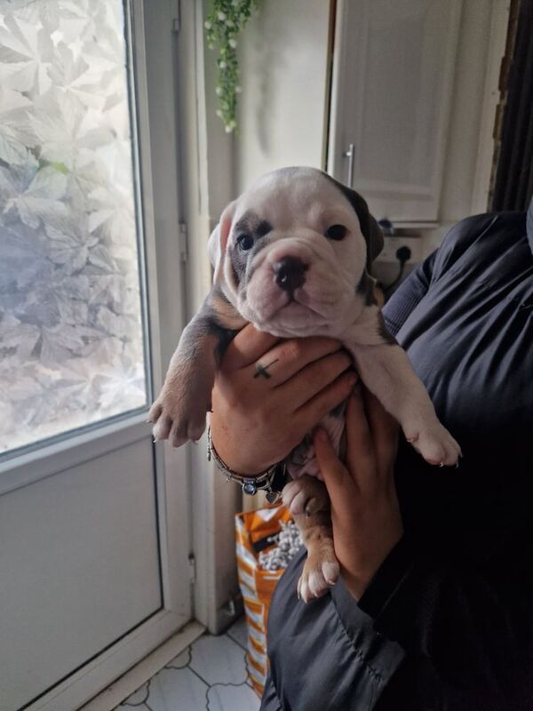 English Bulldog puppies for sale in Tredegar, Gwent – 5 weeks old - Image 2 of 5