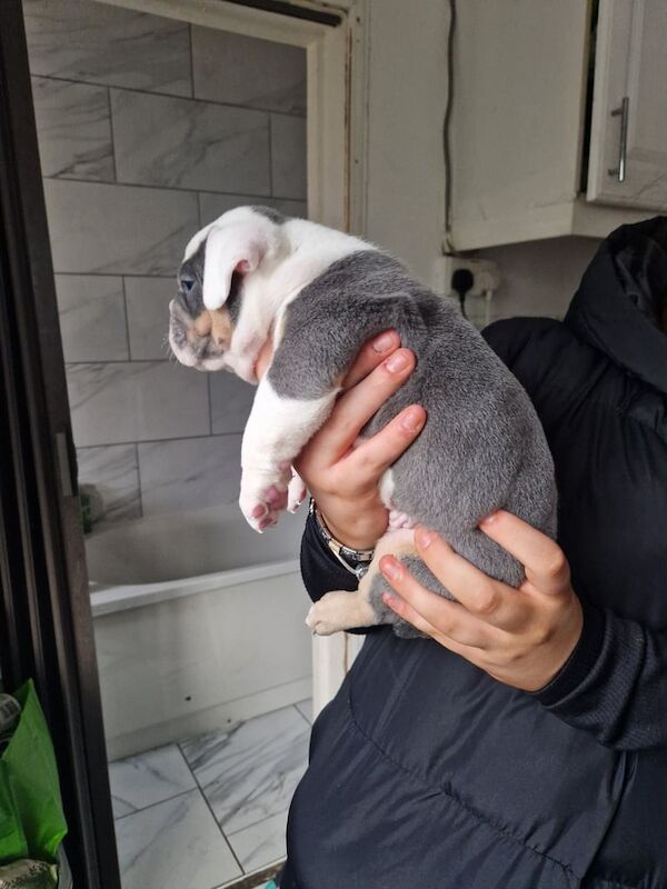 English Bulldog puppies for sale in Tredegar, Gwent – 5 weeks old - Image 3 of 5