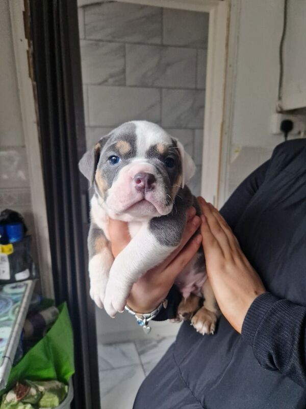 English Bulldog puppies for sale in Tredegar, Gwent – 5 weeks old - Image 4 of 5