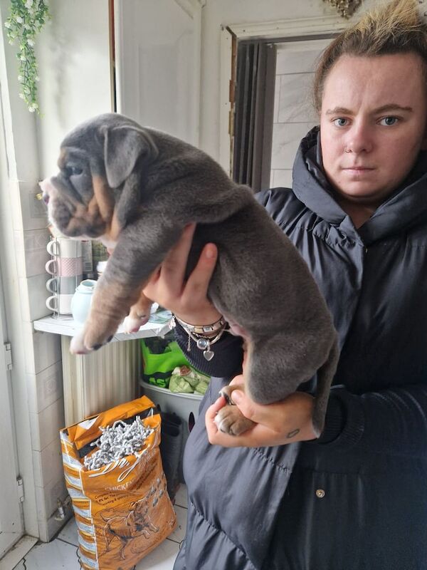 English Bulldog puppies for sale in Tredegar, Gwent – 5 weeks old - Image 5 of 5