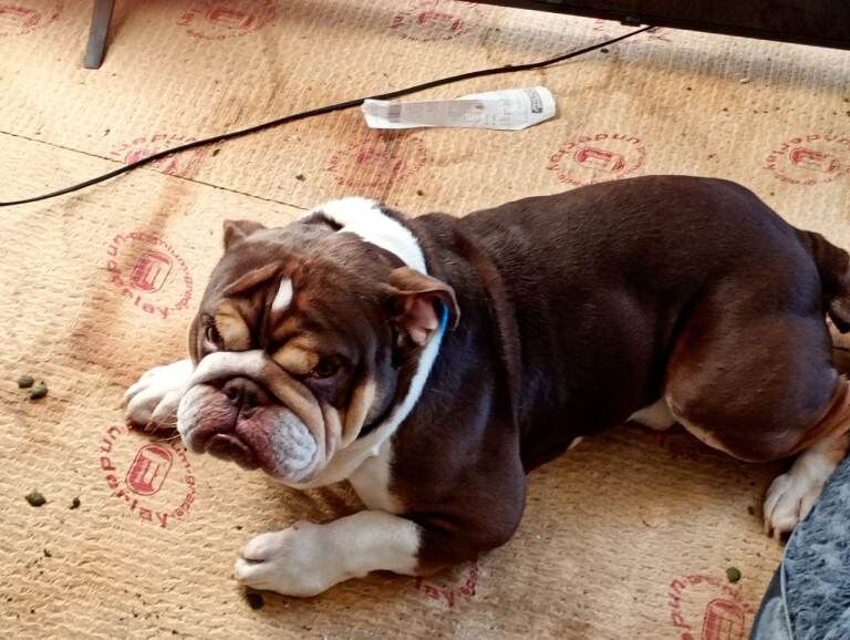 English Bulldog puppies for sale in Bexhill-on-Sea, East Sussex – 1 week old