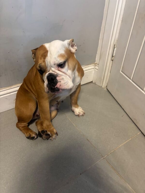 English Bulldog puppies for sale in Bellshill, Lanarkshire – 2 years old - Image 3 of 3