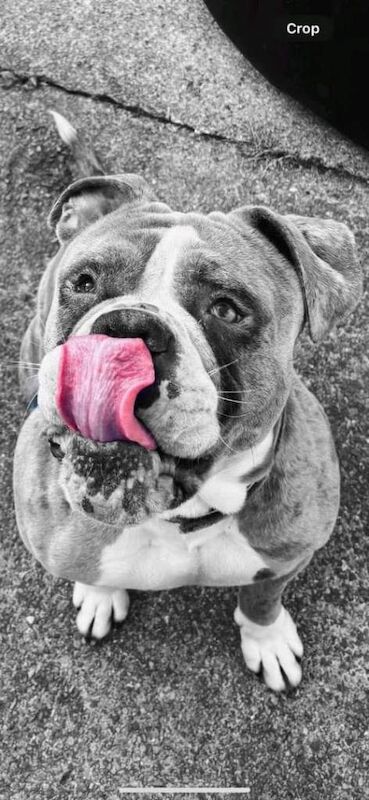 English Bulldog puppies for sale in Middlesbrough, North Yorkshire – 3 years old