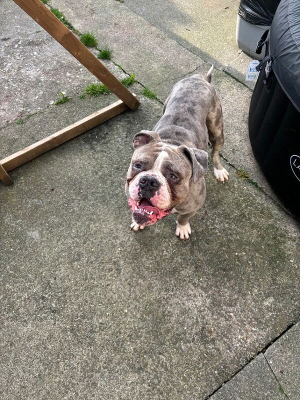 English Bulldog puppies for sale in Middlesbrough, North Yorkshire – 3 years old - Image 2 of 3