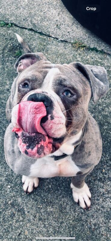 English Bulldog puppies for sale in Middlesbrough, North Yorkshire – 3 years old - Image 3 of 3