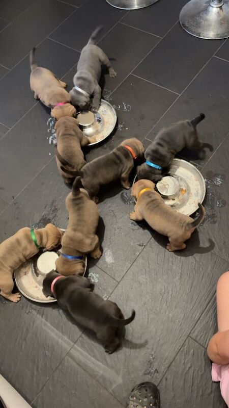 English Bulldog Puppies For Sale Under £1,000