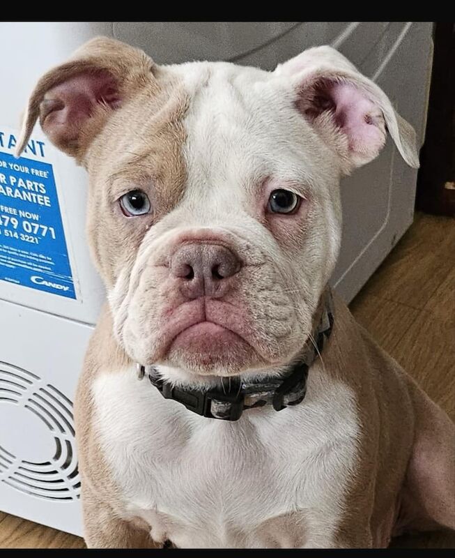 Bantam bulldogge for sale in Swadlincote, Derbyshire