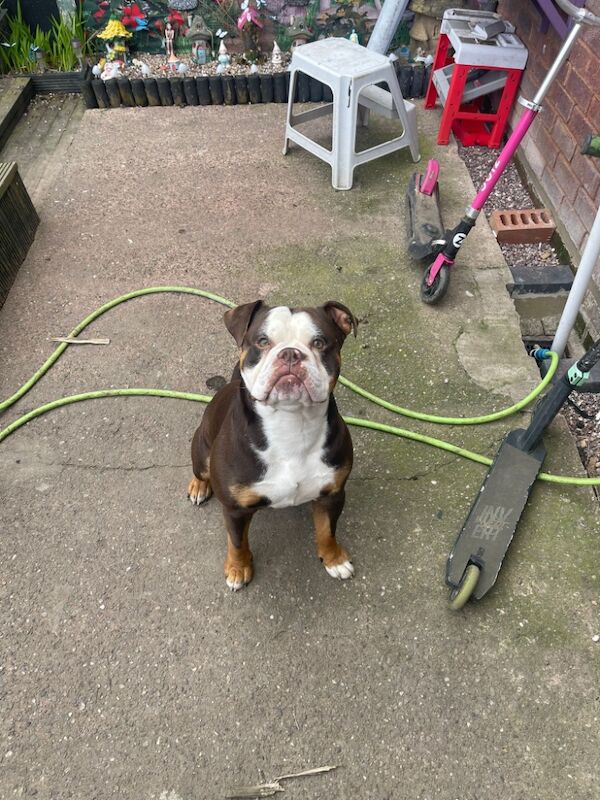 English Bulldog puppies for sale in Walsall, West Midlands – 2 years old - Image 2 of 3