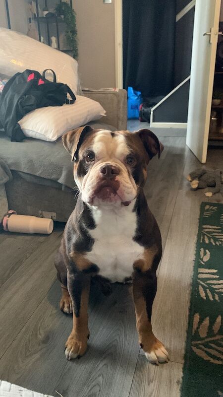 English Bulldog puppies for sale in Walsall, West Midlands – 2 years old - Image 3 of 3