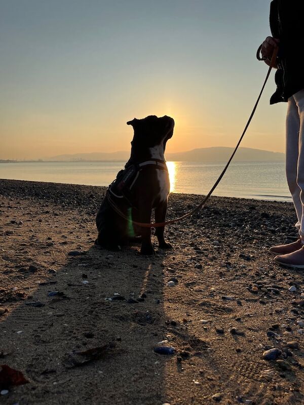 Bulldog for sale in Belfast, County Antrim - Image 3