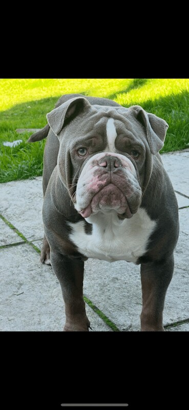 English Bulldog puppies for sale in Newport, Isle of Wight – 1 year old