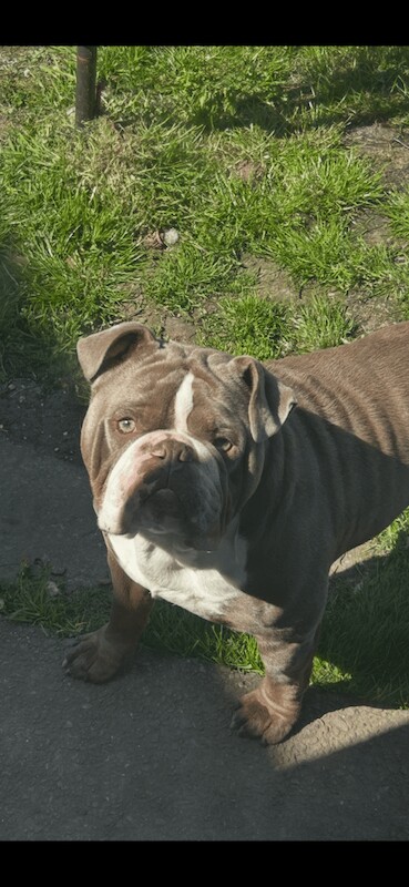English Bulldog puppies for sale in Newport, Isle of Wight – 1 year old - Image 2 of 3