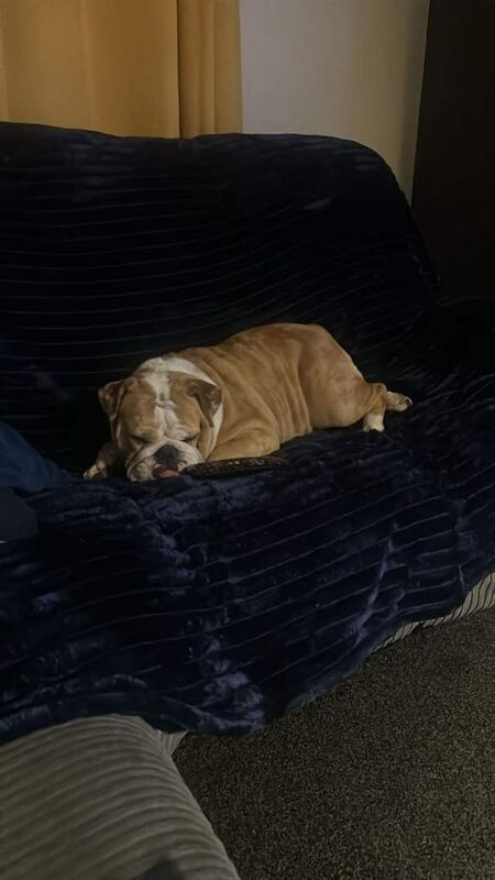 Bulldog Puppies For Sale