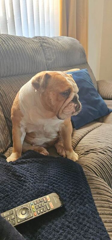 English Bulldog puppies for sale in New Rossington, South Yorkshire – 4 years old - Image 2 of 4