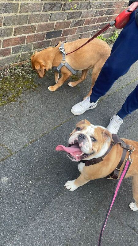 English Bulldog puppies for sale in New Rossington, South Yorkshire – 4 years old - Image 3 of 4