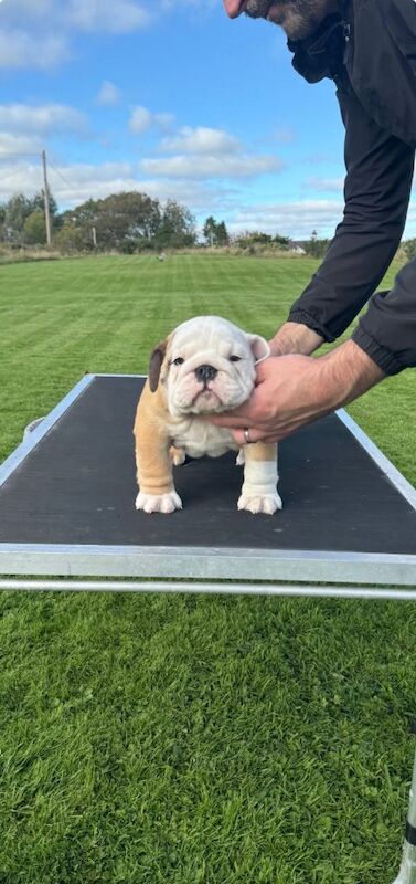 Bulldog