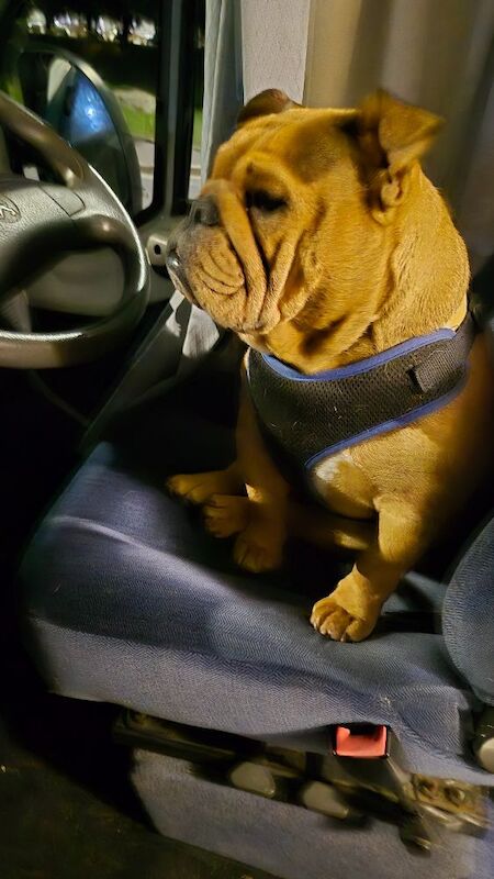 Kennel Club Registered English Bulldog Puppies For Sale