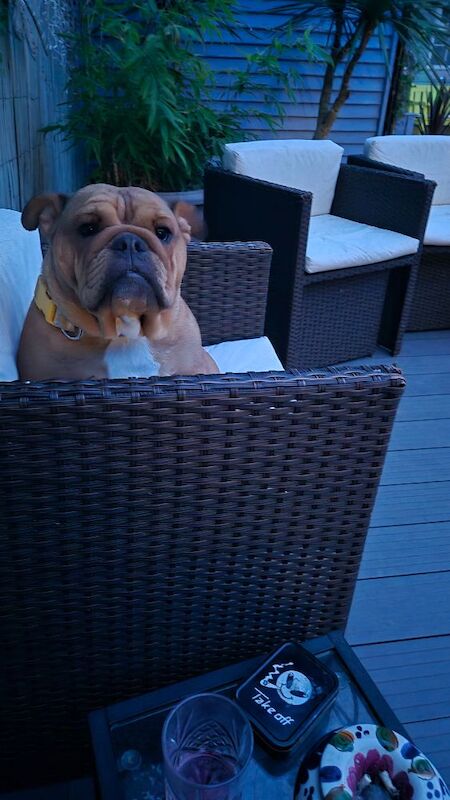 English Bulldog puppies for sale in Reading, Berkshire – KC registered, 2 years old - Image 2 of 5