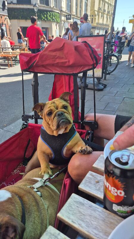 English Bulldog puppies for sale in Reading, Berkshire – KC registered, 2 years old - Image 3 of 5