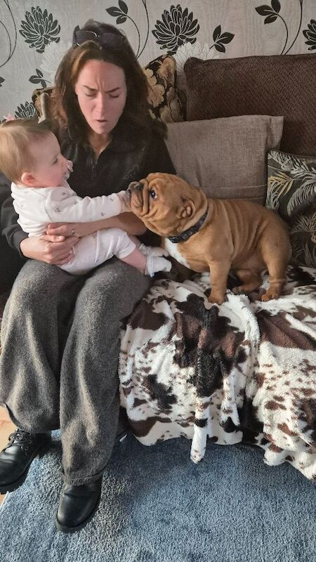 English Bulldog puppies for sale in Reading, Berkshire – KC registered, 2 years old - Image 4 of 5