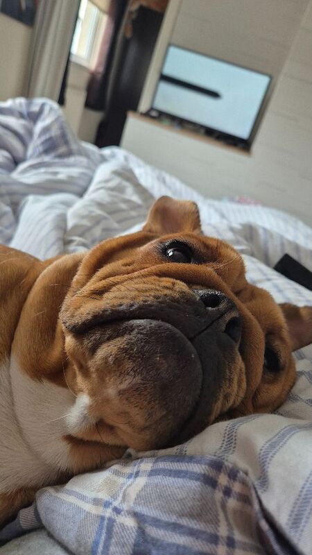 English Bulldog puppies for sale in Reading, Berkshire – KC registered, 2 years old - Image 5 of 5