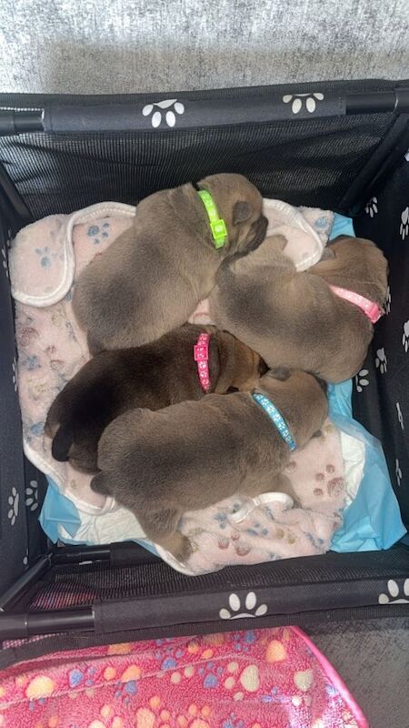 Bulldog cross ChowChow puppies - Image 3 of 4
