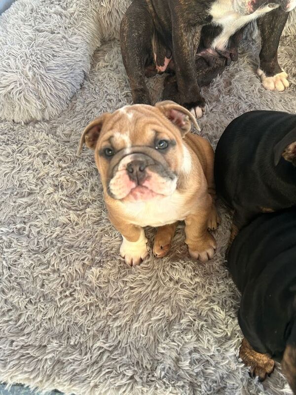 Bulldog Puppies For Sale