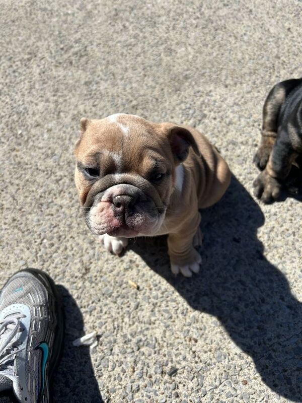Bulldog English puppy - Image 2 of 5