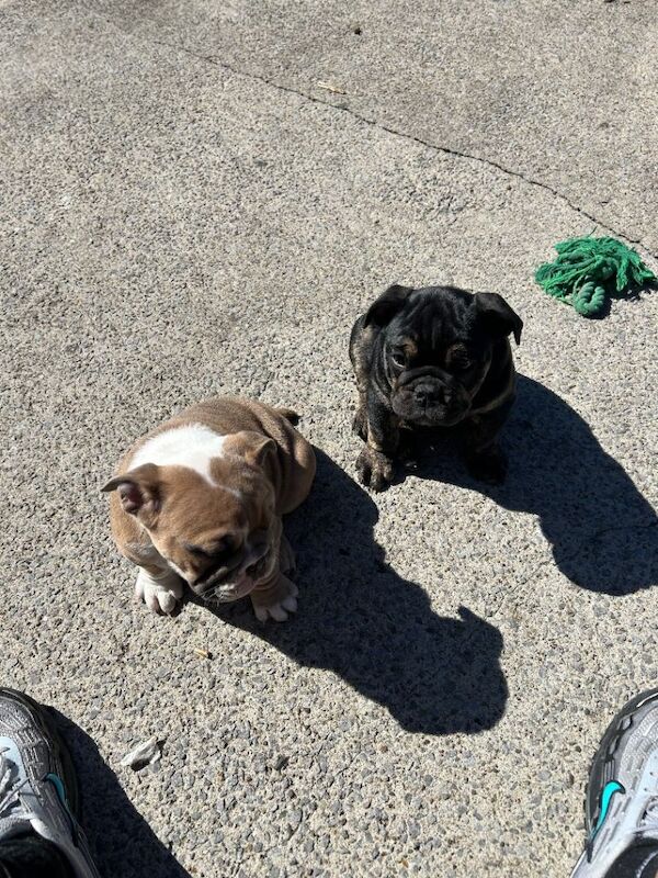 Bulldog English puppy - Image 3 of 5