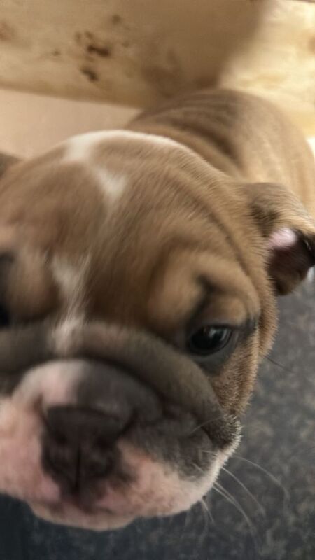 Bulldog English puppy - Image 4 of 5