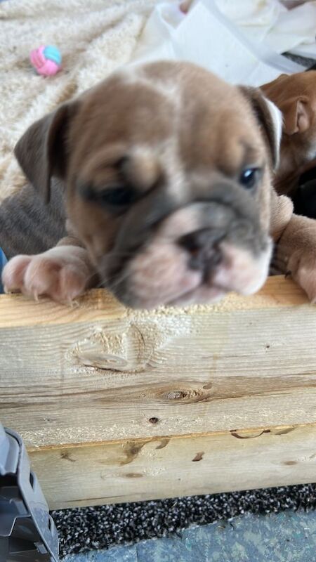 Bulldog English puppy - Image 5 of 5