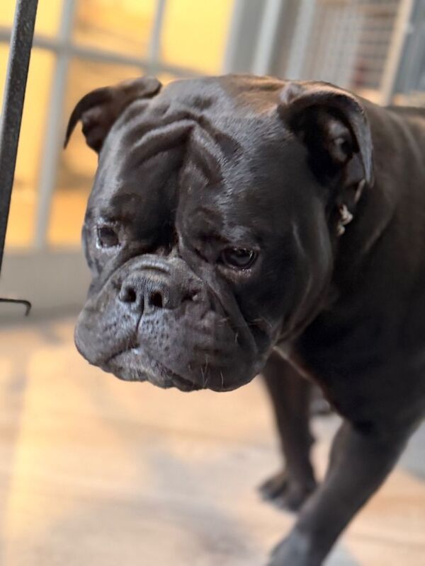 Bulldog Puppies For Sale