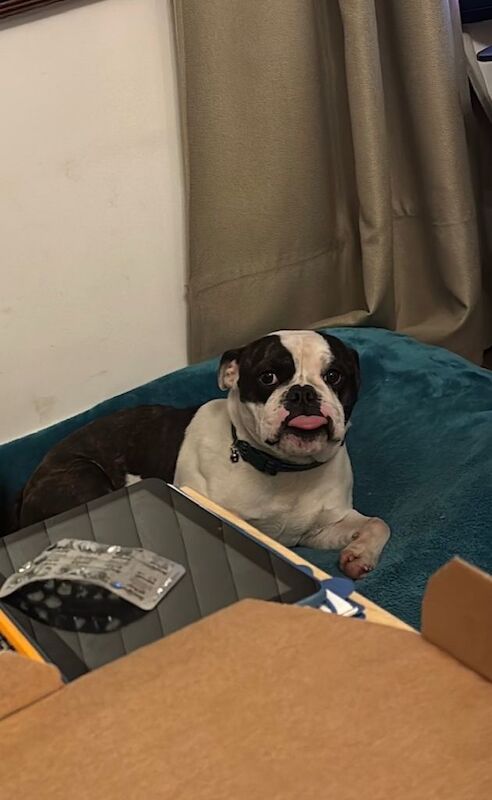 Bulldog Puppies For Sale