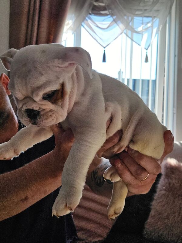 Bulldog puppies for sale in County Antrim