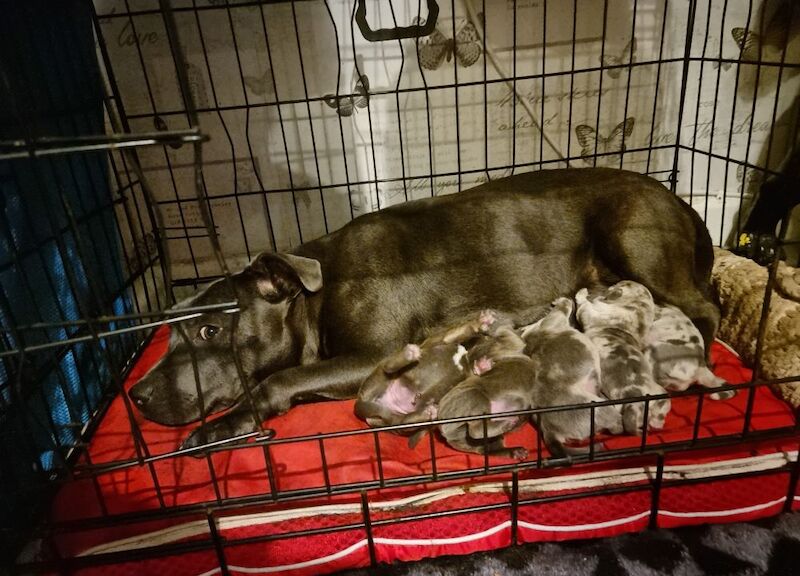 Bulldog puppies for sale in Reading, Berkshire