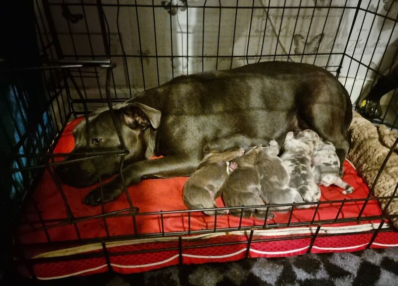 Bulldog puppies for sale in Reading, Berkshire | Image 2