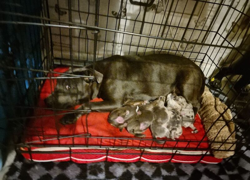Bulldog puppies for sale in Reading, Berkshire | Image 3