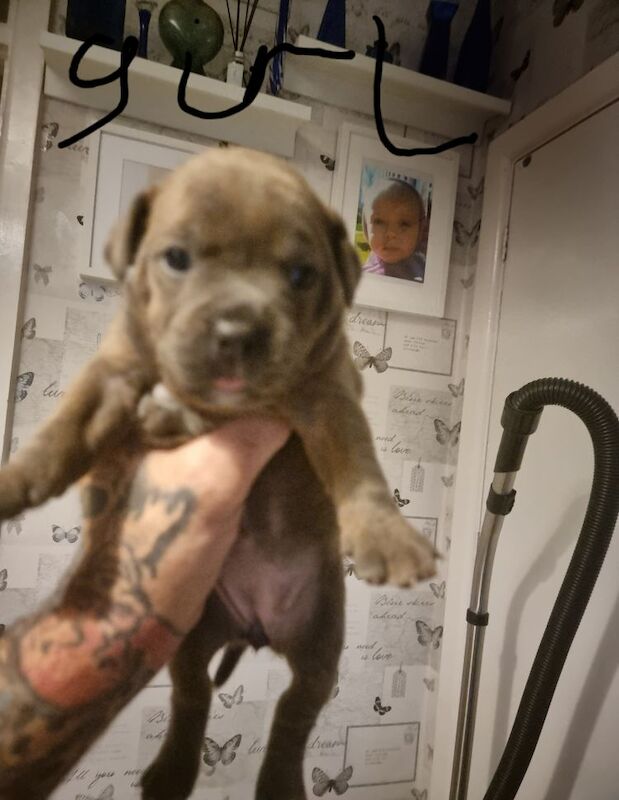 Bulldog puppies for sale in Reading, Berkshire | Image 4