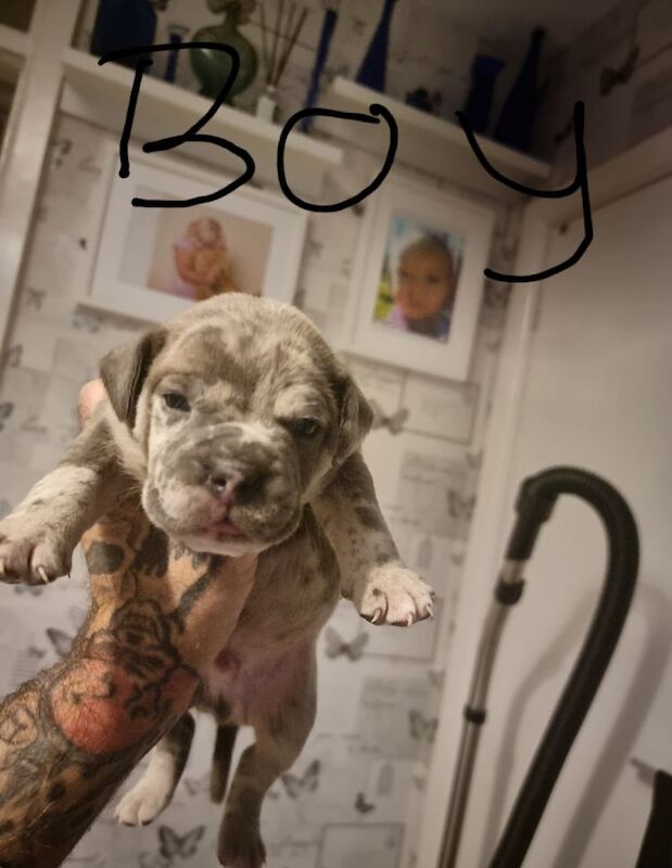 English Bulldog puppies for sale in Reading, Berkshire – KC registered, 10 months old - Image 5 of 8
