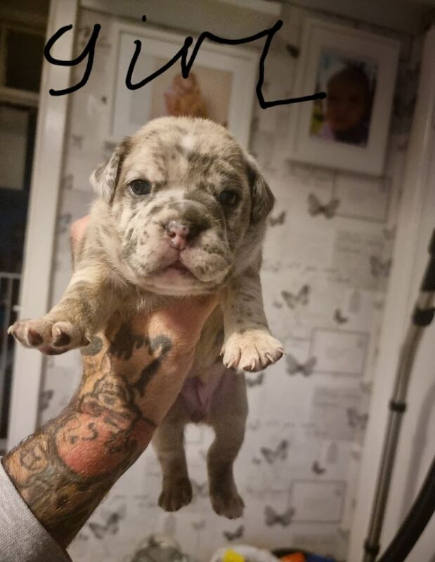 English Bulldog puppies for sale in Reading, Berkshire – KC registered, 10 months old - Image 6 of 8