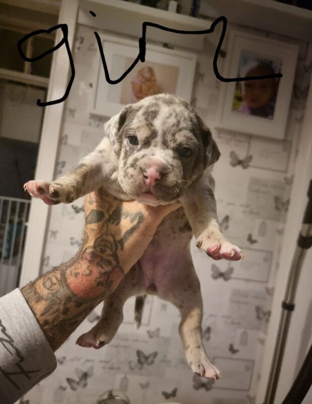 English Bulldog puppies for sale in Reading, Berkshire – KC registered, 10 months old - Image 7 of 8