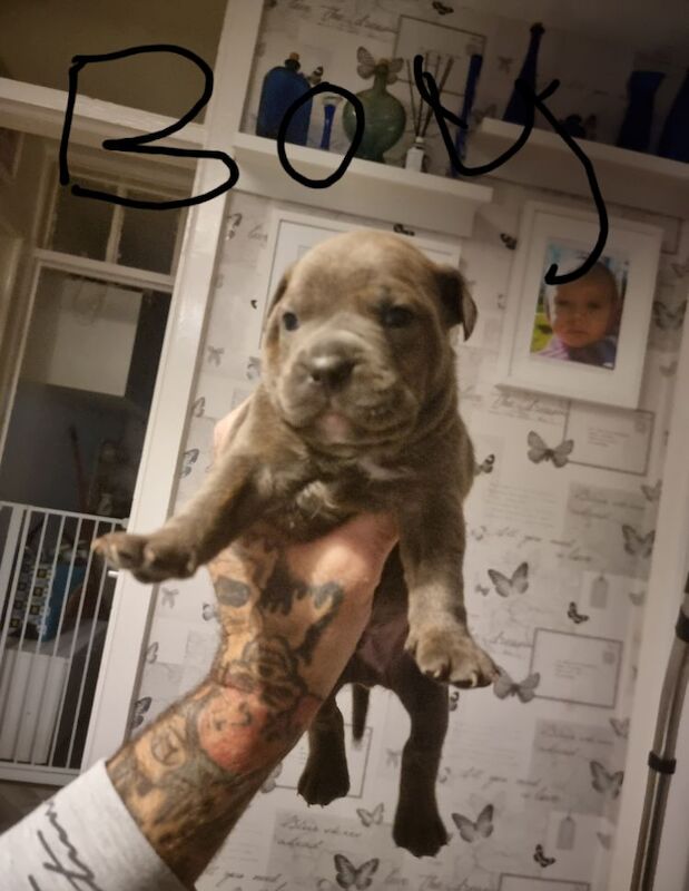 English Bulldog puppies for sale in Reading, Berkshire – KC registered, 10 months old - Image 8 of 8