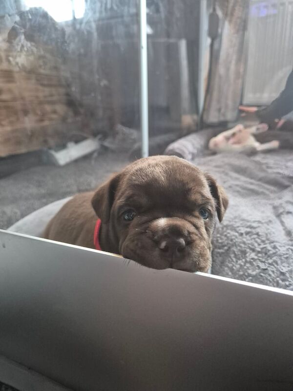 English Bulldog puppies for sale in Sheffield, South Yorkshire – 4 weeks old - Image 2 of 3