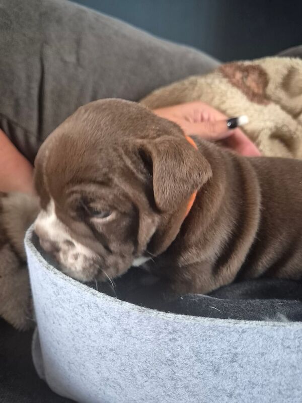 English Bulldog puppies for sale in Sheffield, South Yorkshire – 4 weeks old - Image 3 of 3