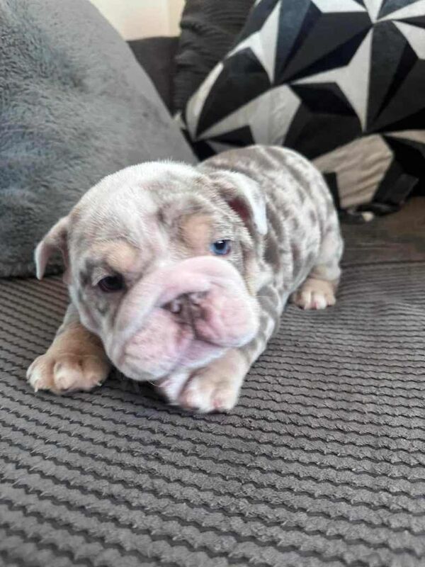 English Bulldog puppies for sale in Billesley, West Midlands – KC registered, 8 weeks old